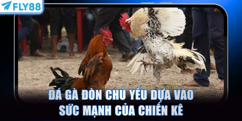 Đá gà đòn chủ yếu dựa vào sức mạnh của chiến kê