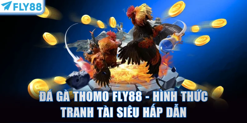 Đá gà Thomo FLY88