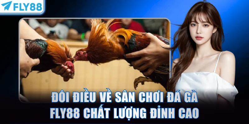 Đôi điều về sân chơi đá gà FLY88 chất lượng đỉnh cao