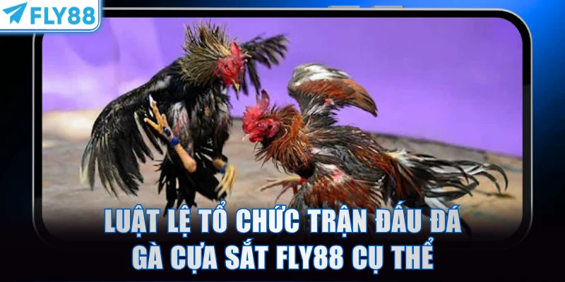 Luật lệ tổ chức trận đấu đá gà cựa sắt FLY88 cụ thể