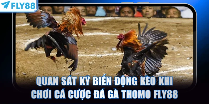 Quan sát kỹ biến động kèo khi chơi cá cược đá gà Thomo FLY88