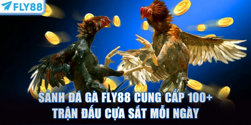 Sảnh đá gà FLY88 cung cấp 100+ trận đấu cựa sắt mỗi ngày