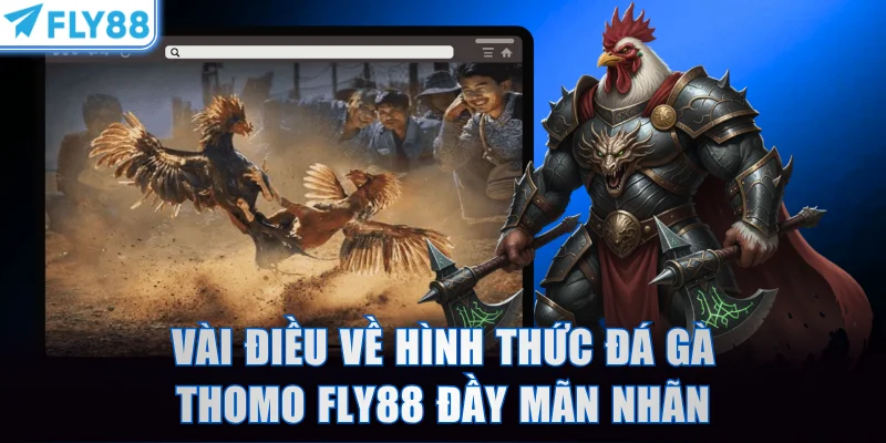 Vài điều về hình thức đá gà Thomo FLY88 đầy mãn nhãn